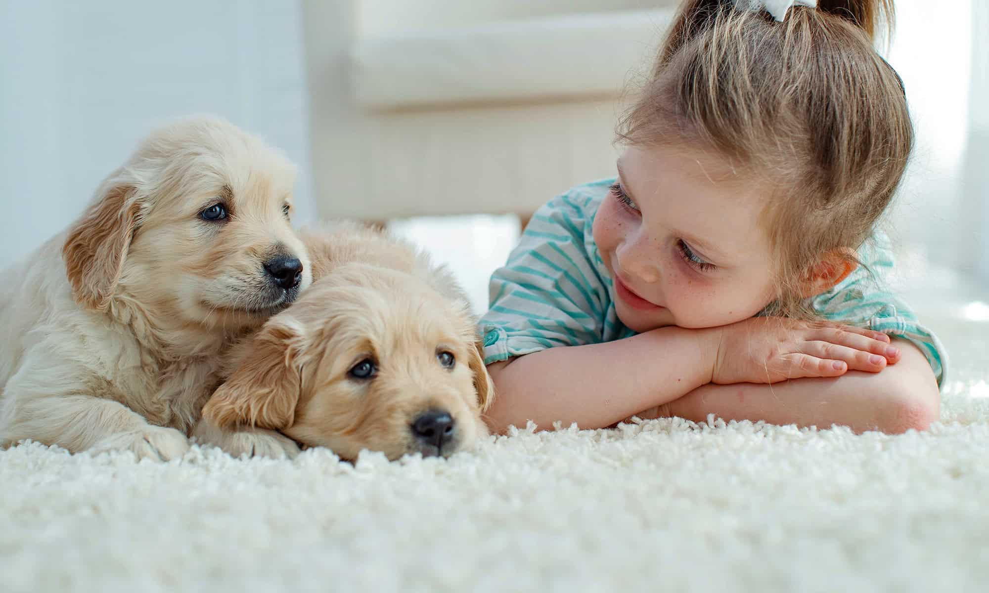 FiberCare Carpet & Upholstery Cleaning